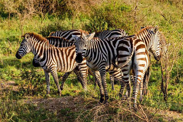 6-Day Luxury Tanzania Safari & Arusha Relaxation: Tarangire, Serengeti & Ngorongoro