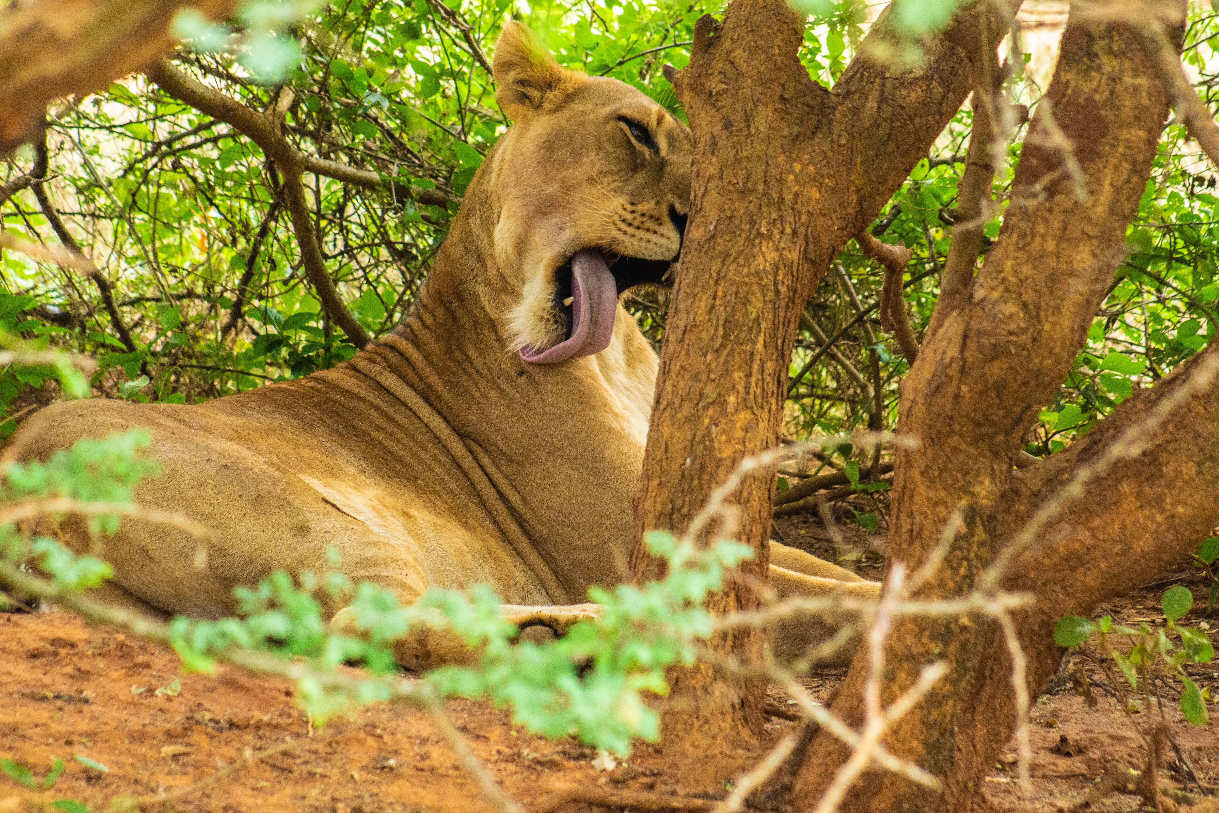 7-DAY PRIMATES AND SAFARI EXPEREINCE