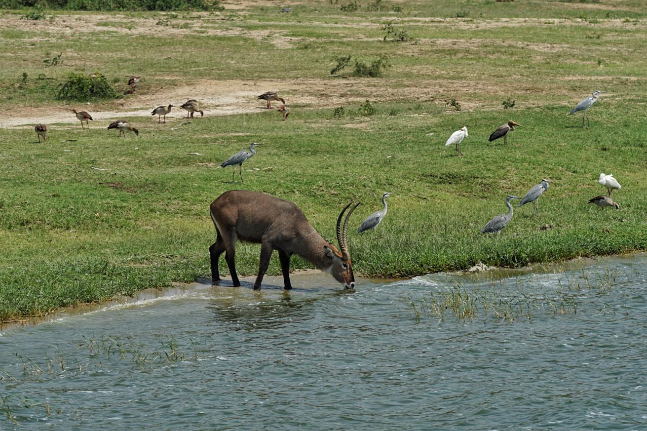 3-DAY MURCHISON FALLS LUXURY TOUR - The Shuttle Hospitality - Safarigo