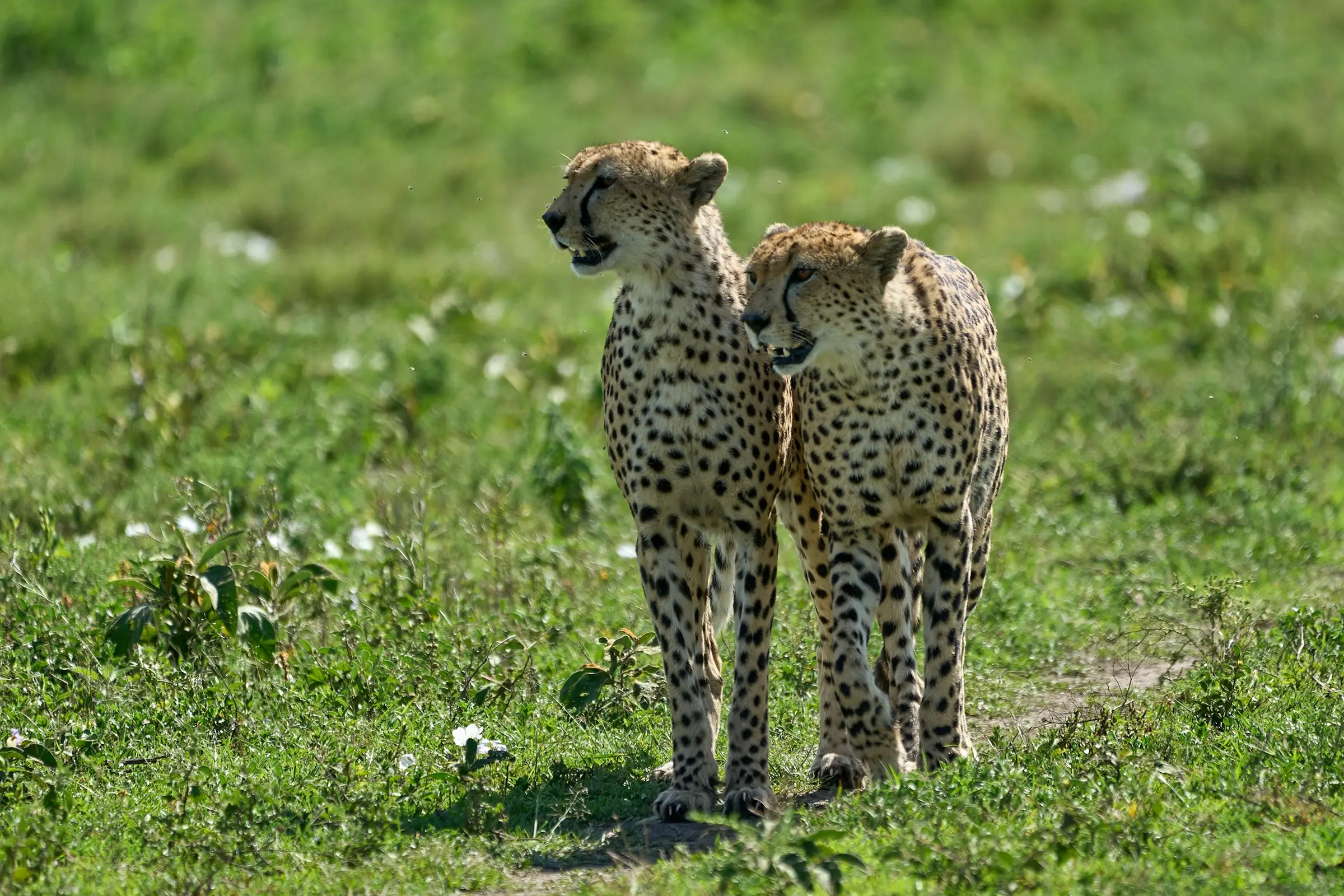 4-Day Great Migration Calving Season Luxurious Safari