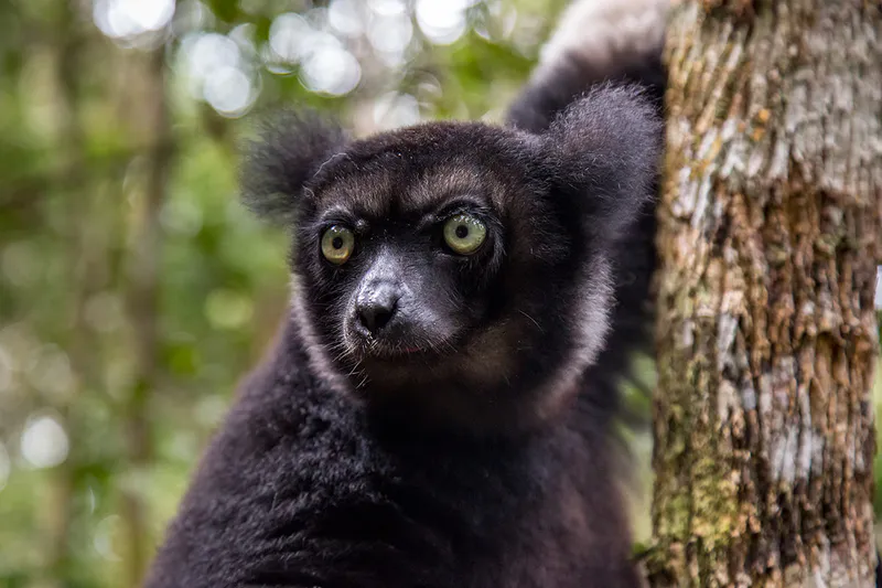Discovering Lemurs Andasibe & Akanin'ny Nofy Adventure