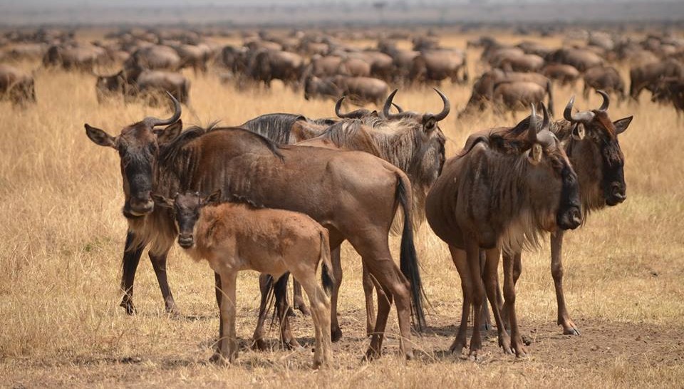 5-Day Classic Fly-In Great Migration Safari from Zanzibar: Northern Serengeti, Ngorongoro & Tarangire