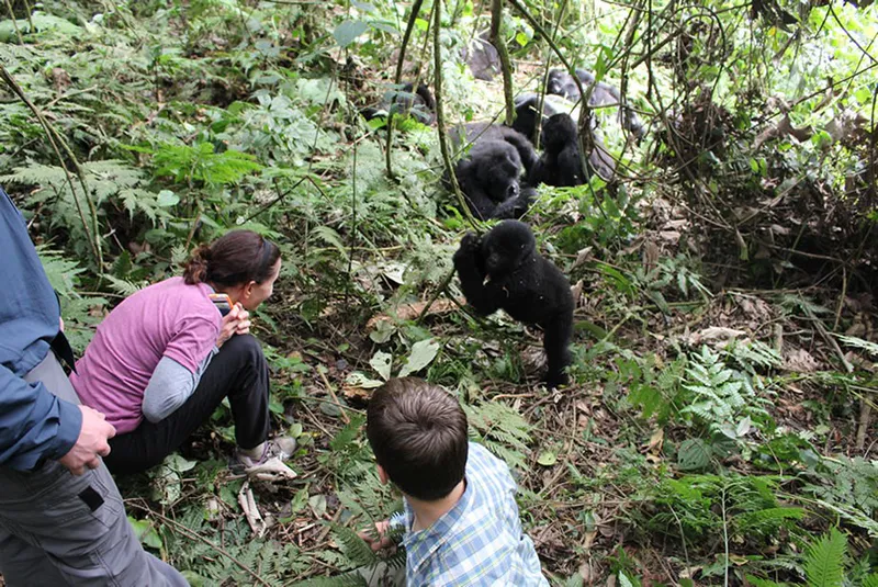 5 Days Lake Mburo National Park and Bwindi Impenetrable National Park Luxury Safari