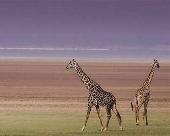4-DAYS OF A WONDERFUL CAMPING SAFARI IN NGORONGORO AND SERENGETI