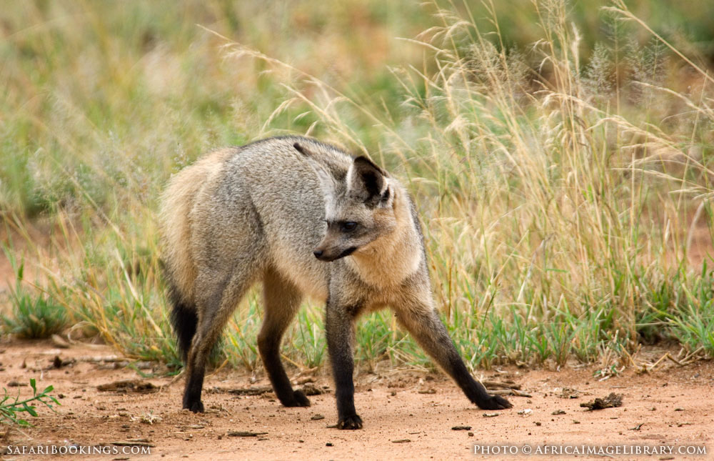 6 Day: Moshi Countryside Tour & Wildlife Safari