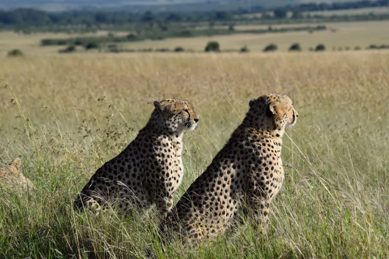 6-Days Top-Tier : Masai Mara National Reserve - Lake Naivasha - Amboseli National Park Safari