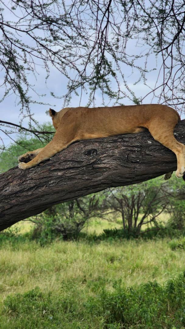 12-Day Tarangire, Ngorongoro Crater, Ndutu, Serengeti and Zanzibar Archipelago