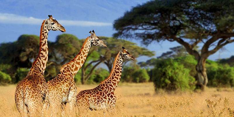 3 Day Safari to Tarangire & Ngorongoro Crater