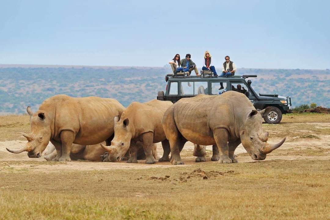 Birds, Rhinos & Lions: A 6-Day Safari Through Kenya’s Wild Treasures