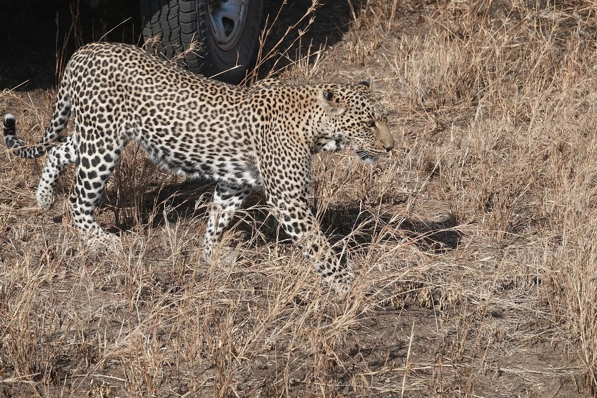 6-Day Tanzania Wildlife & Culture Explorer