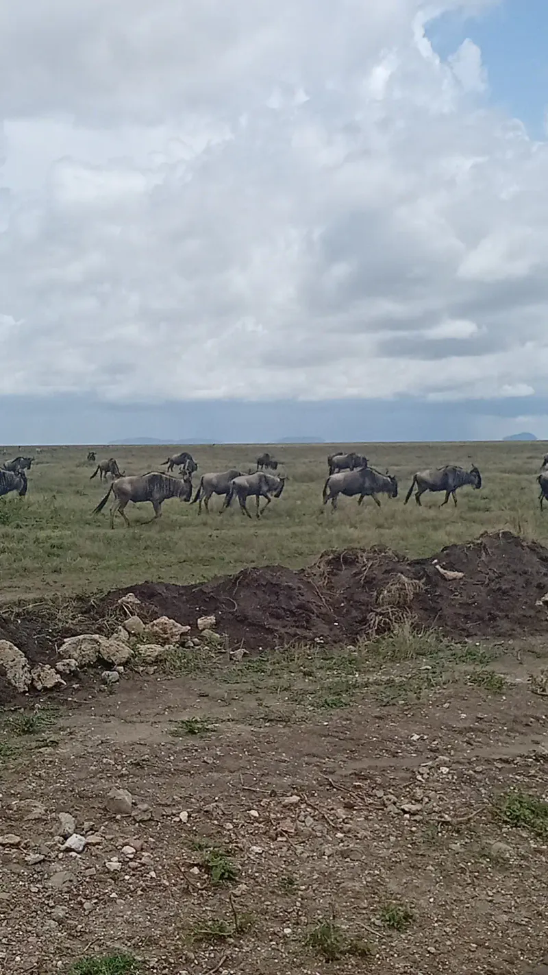 5-Day Ndutu Calving Season Safari With Kilimanjaro Winners and Safaris