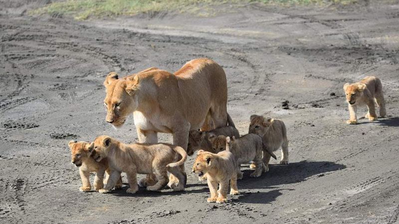 3-Days Tarangire, Manyara & Ngorongoro Crater