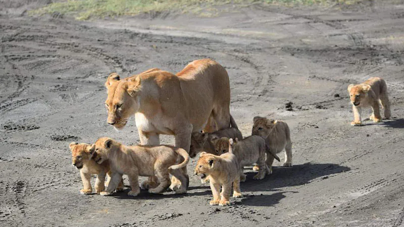 3-Days Tarangire, Manyara & Ngorongoro Crater