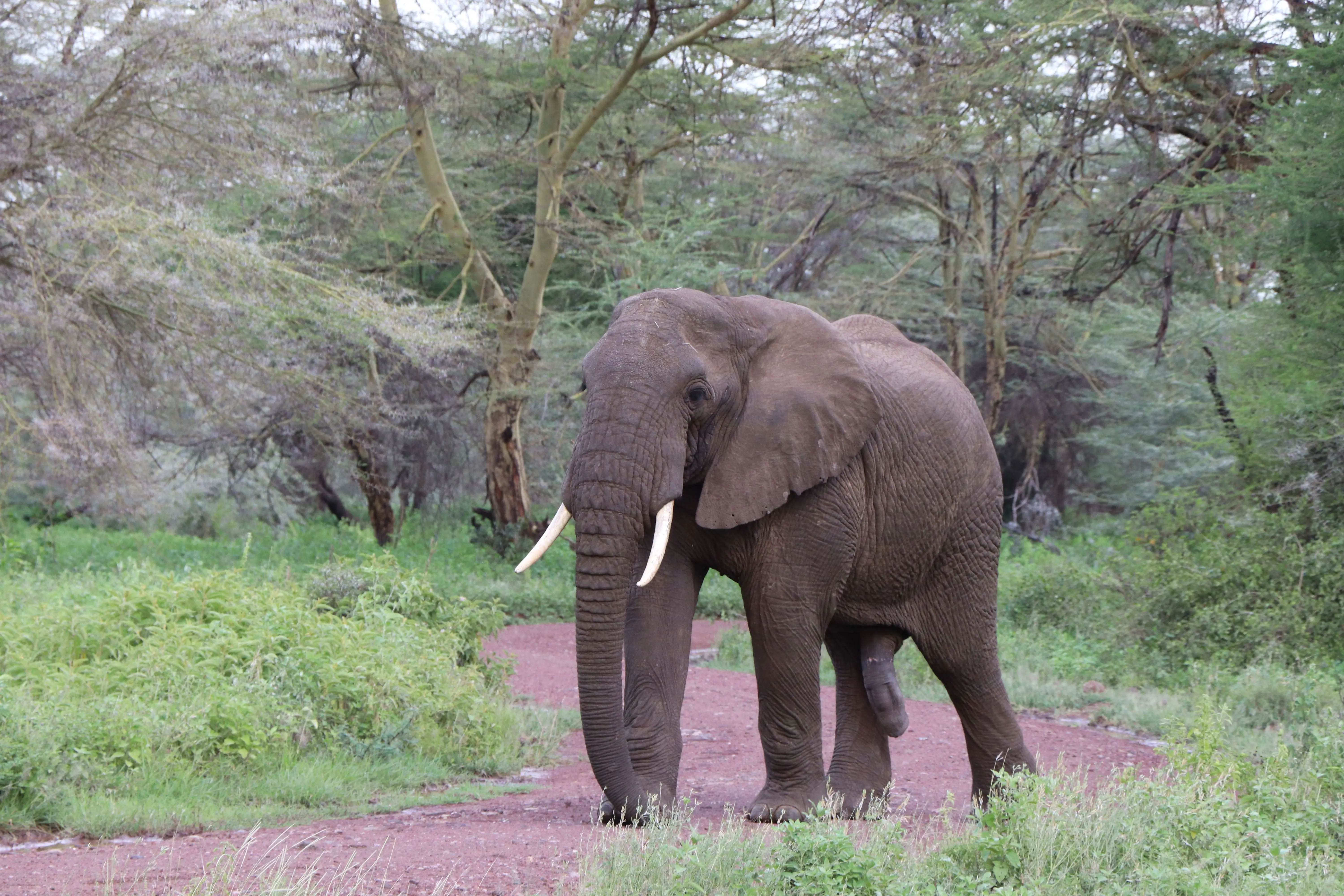 7 Days Luxury Air Return Serengeti Migration Safari Experience