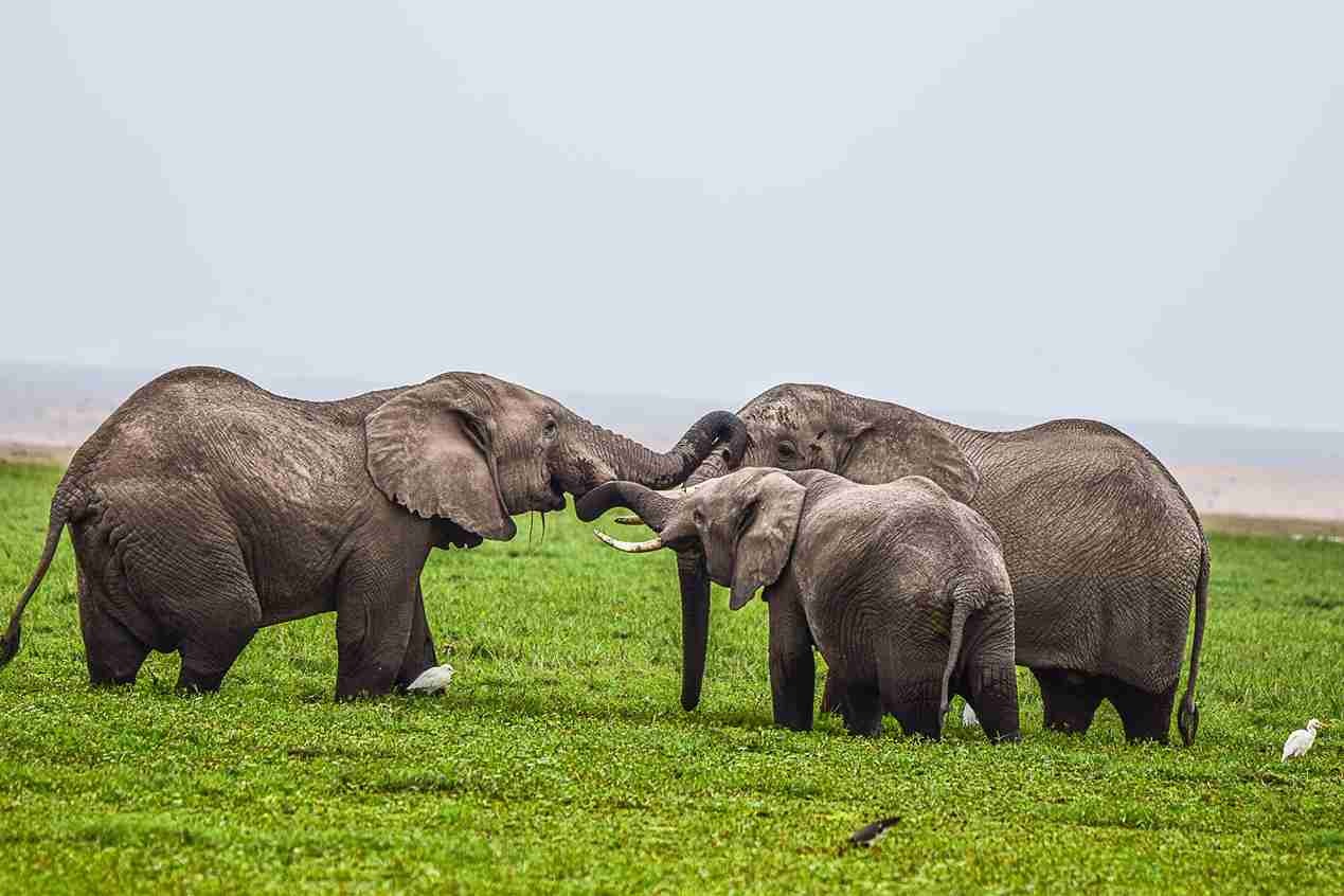 4-Day L. Nakuru and Masai Mara National Reserve Safari