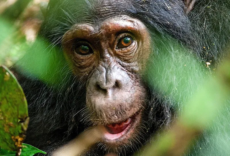 3-Days Uganda Chimpanzee Tracking Tour