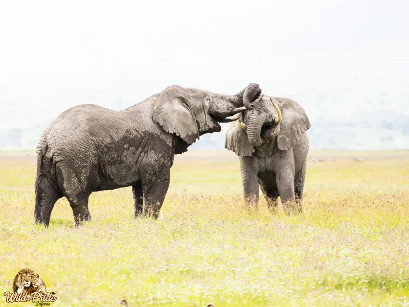 7-Day Serengeti Wildebeest Migration Calving Safari