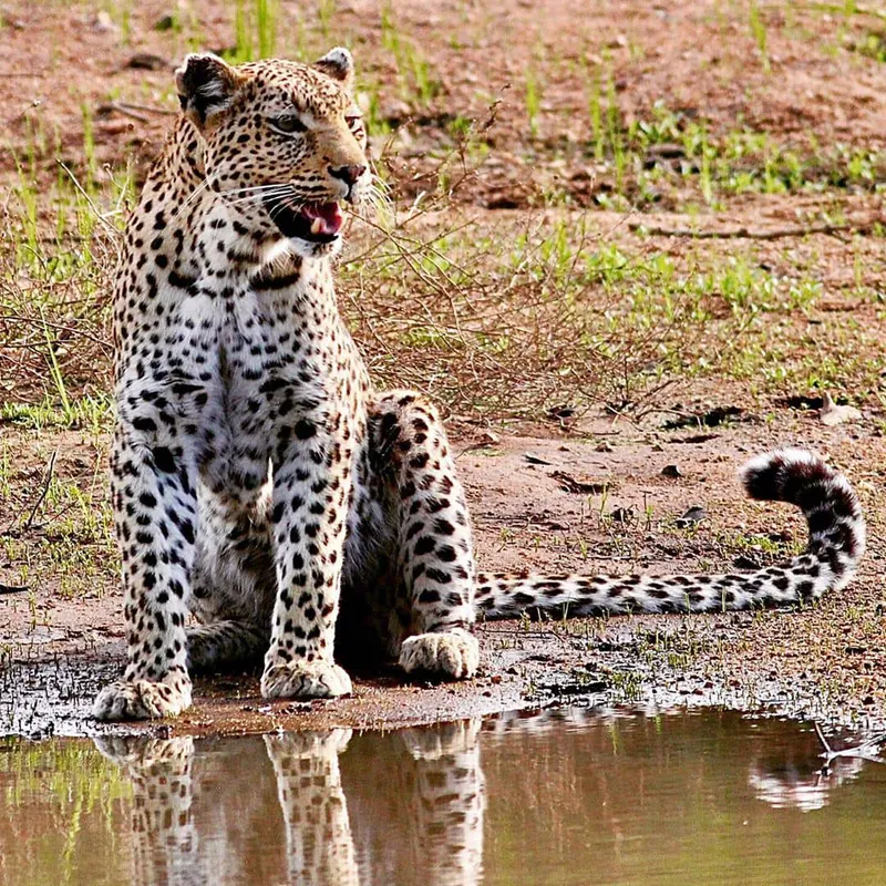 4 Day - Serengeti National Park and Ngorongoro Crater