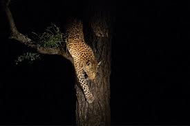 3-Day Night gamedrive in Tarangire National Park and Cultural Experience