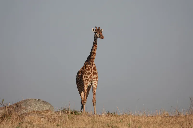 6-Day Tanzania Wildlife & Culture Explorer