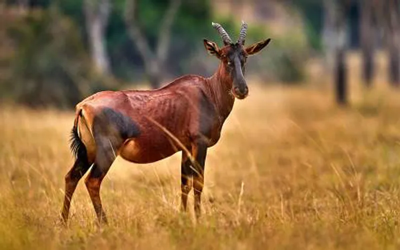 10 Day Uganda's Best Widlife Safari
