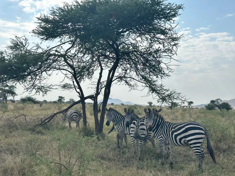 Tarangire National Park Day Trip Full Game Drive