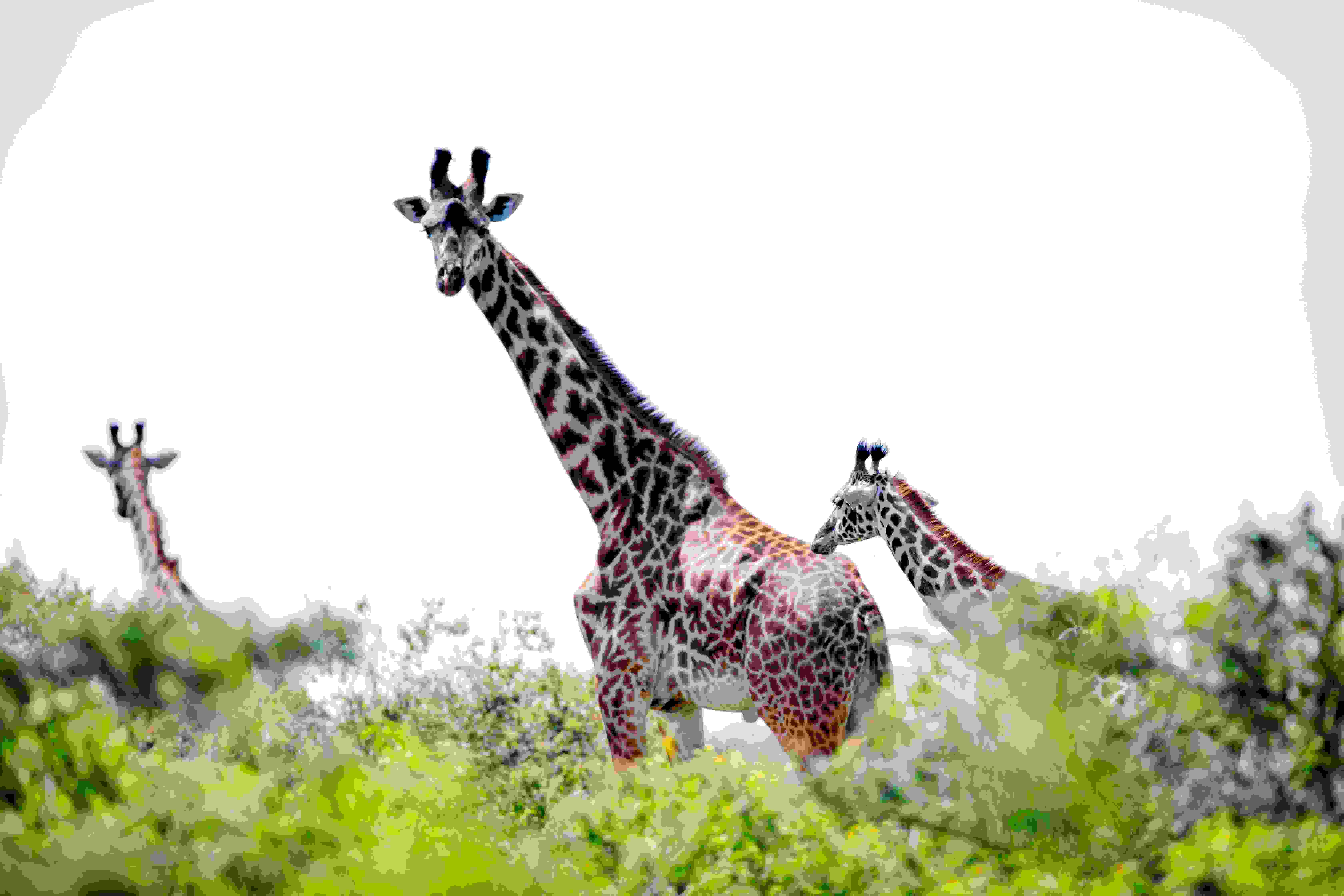 4 Day Adventure in Tanzania