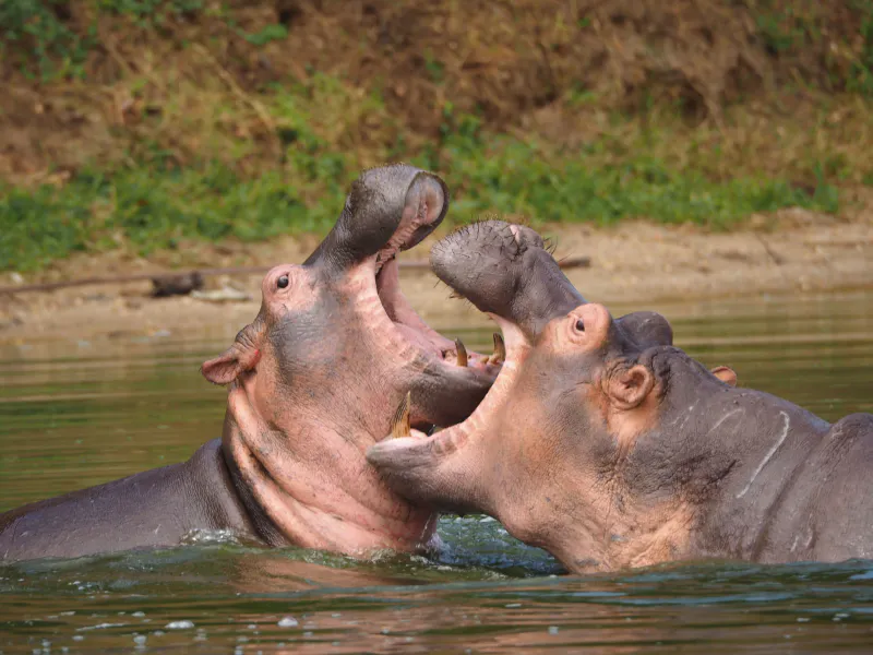 7 Days African Safari in Serengeti & Ngorongoro Tarangire Elephants, Endless Plains and the Crater of Wonders