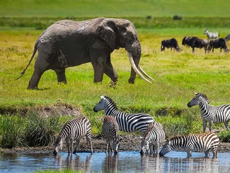 3 days The Best Wildlife Safari at Serengeti National Park and Ngorongoro Crater 