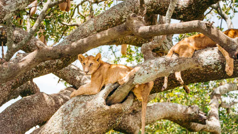 7 Day - Tanzania Wildlife Encounter - Midrange