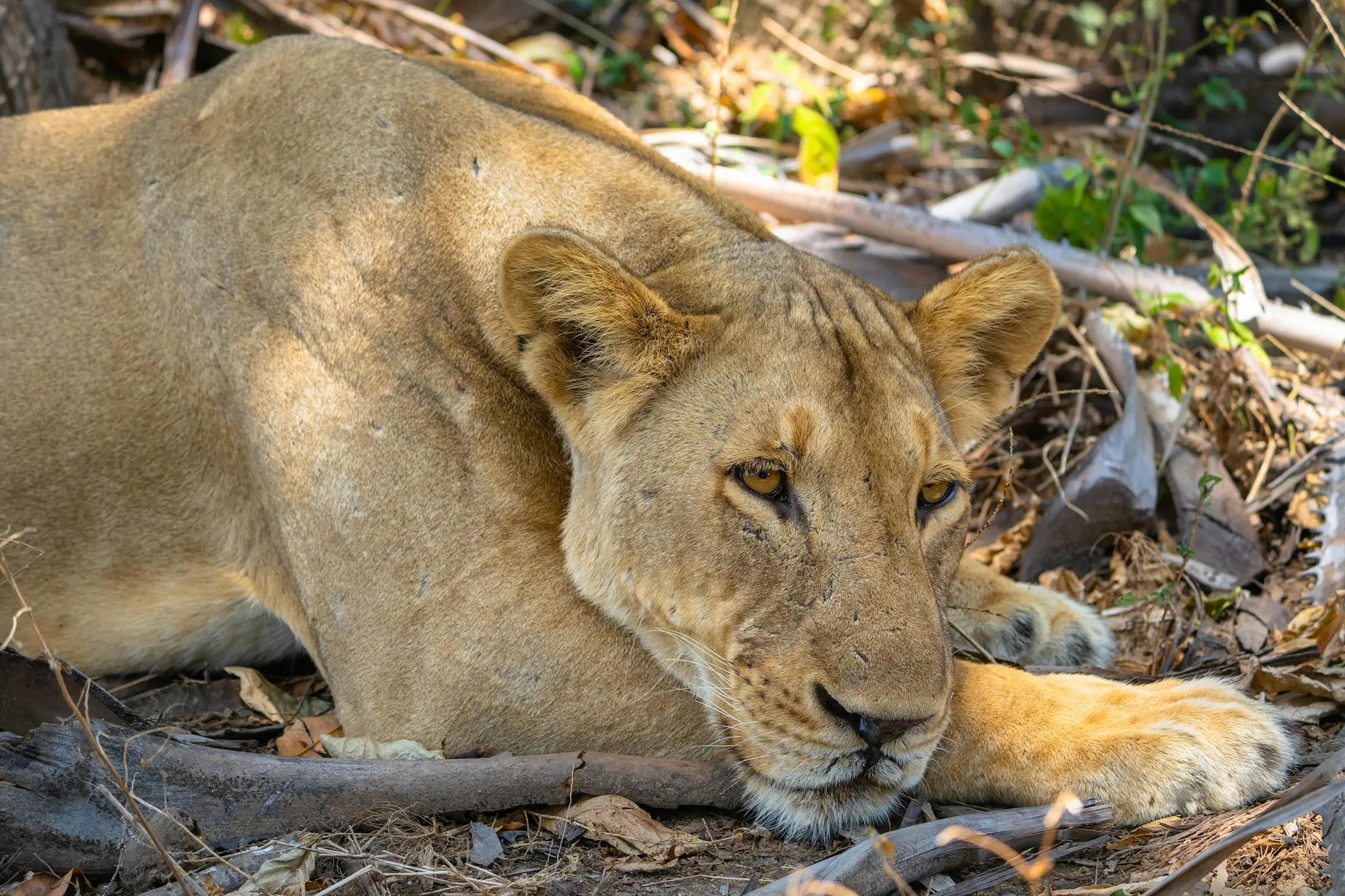 4-Day Big Five Budget Camping Shared Safari