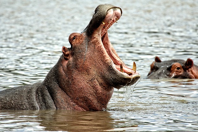 6-Day Adventurous Safari Exploring The Wonders Of Amboseli and The Great Maasai Mara