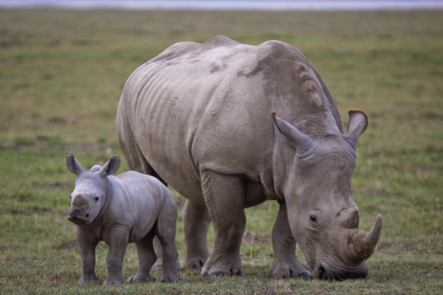 4 Days Masai Mara & Lake Nakuru Group Safari – Budget-Friendly Wildlife Experience