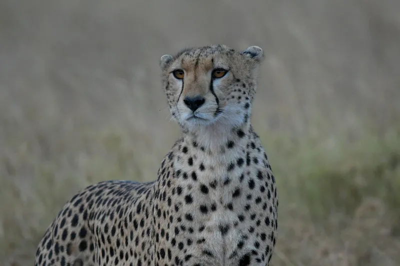 5 - Day Tarangire, Ngorongoro & Serengeti Luxury Safari