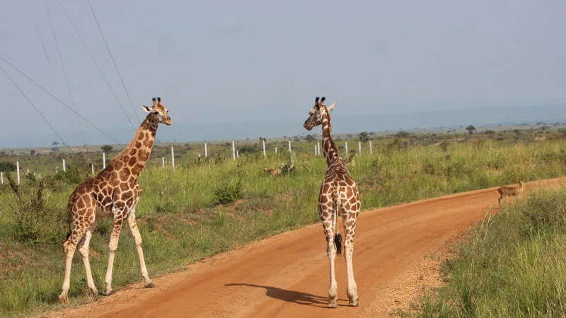 5-Day Lifetime Thrilling Maasai Mara Mid Range Tour