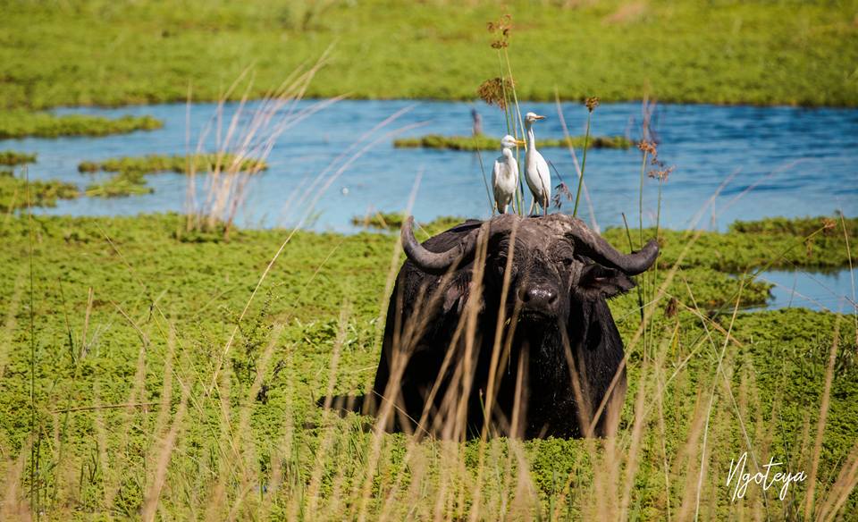 5-DAY NYERERE & MIKUMI NATIONAL PARKS SAFARI