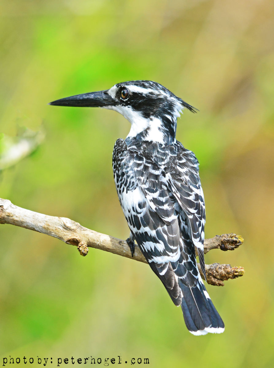18-Day Uganda All Way Round Safari