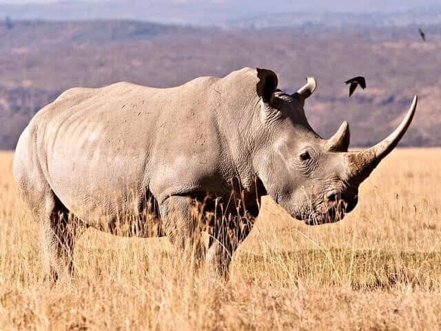 A 5-Day Expedition through Maasai Mara, Lake Nakuru & Naivasha: "Wilderness Odyssey"