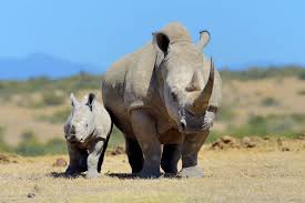 11-Day The best of East Africa Safari