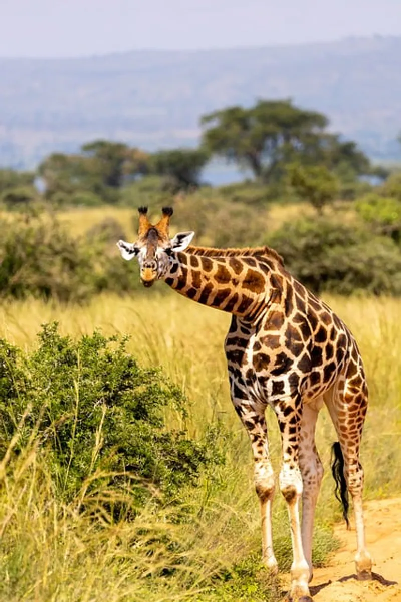 3-Day Serengeti Ngorongoro Aunthentic Budget Safari