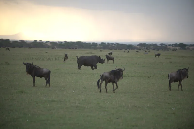 8 Days Wildebeest Migration Safari