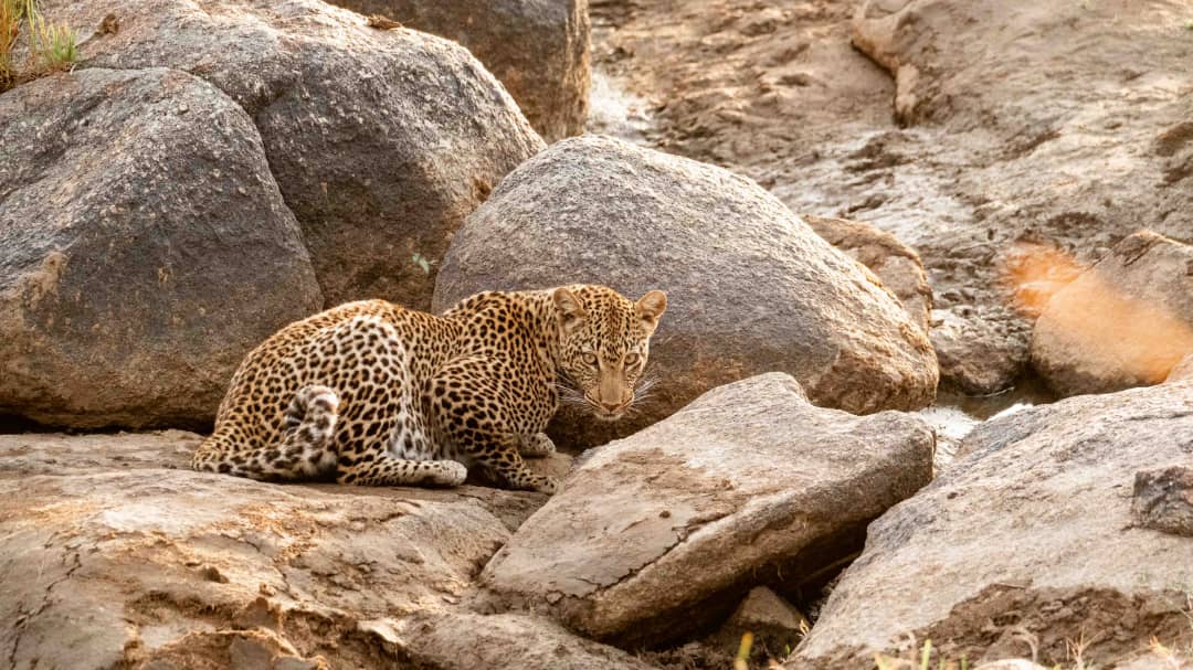 Day 7:Tanzania Wildlife on a Shoestring: Budget Safari Adventures