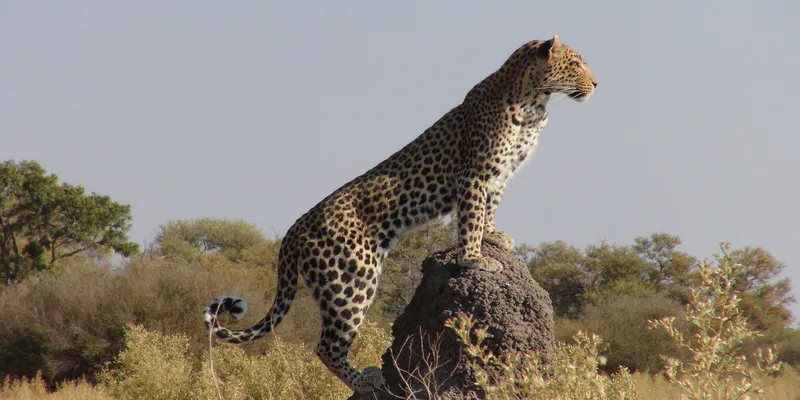 8 Days Cheetah Safari