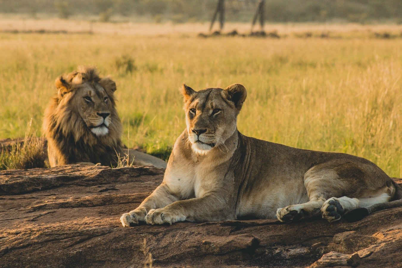 6-Days Luxury Safari Visiting Tarangire, Serengeti, Lake Manyara and Ngorongoro Crater