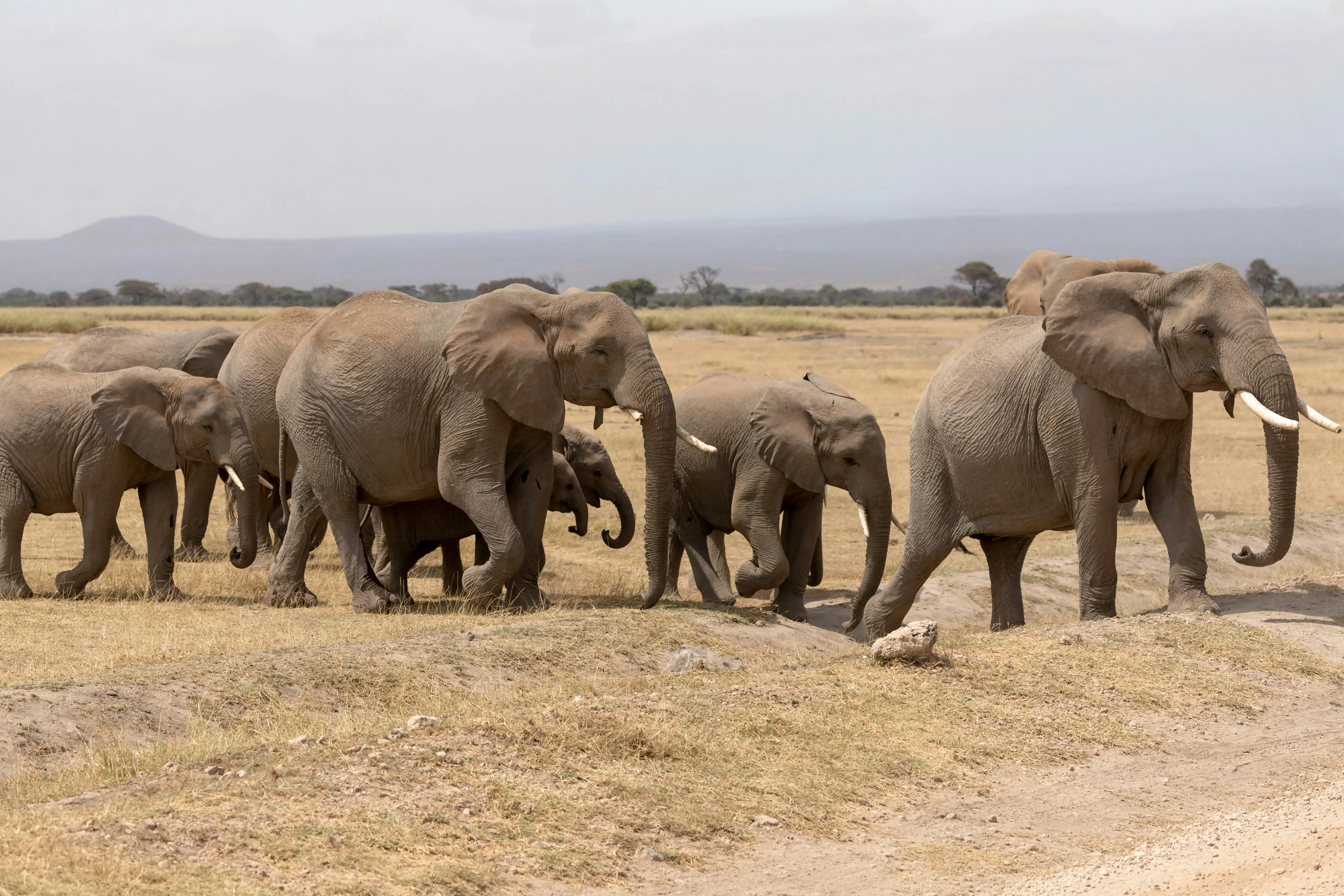 6-Day: Kenya Safari & Beach Holiday