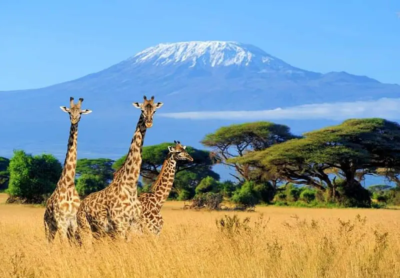 6 Days, 5 Nights - 4x4 Jeep Amboseli, Nakuru, Masai Mara Safari