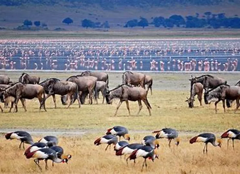 7- LUXURY DAYS OF EXPLORING THE ENDLESS PLAINS OF SERENGETI NATIONAL PARK