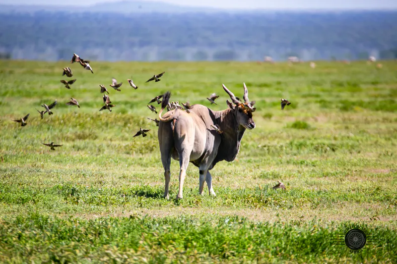 4-Day Arusha, Tarangire, Ngorongoro & Manyara-Mid-Range