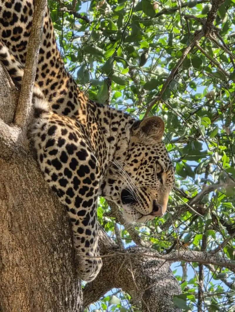 3 Day Serengeti explorer safari
