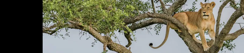 4-Day Serengeti Migration Calving Safari & Big Five
